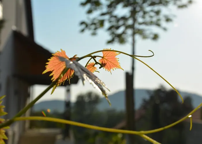 Katzer ゲストハウス